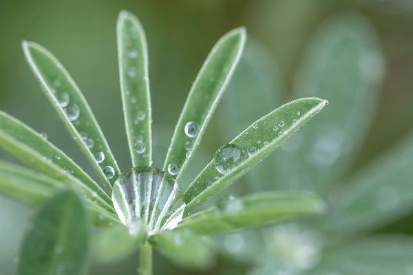 Washington State-Port Townsend Raindrops on lupine at Fort Worden State Park